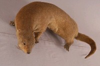 水獺藏品圖，第4張